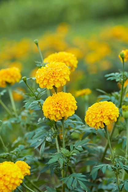 노란 금잔화 (Tagetes erecta Linn.)