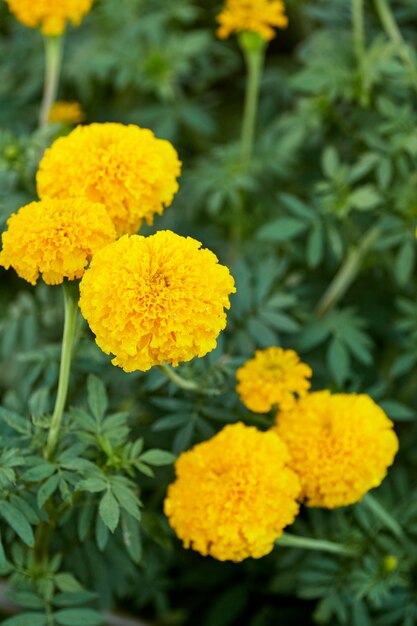 Yellow Marigolds (Tagetes erecta Linn.)