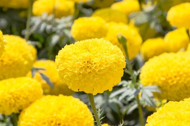 Yellow marigolds