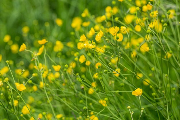 Yellow marsh flowers on a green background