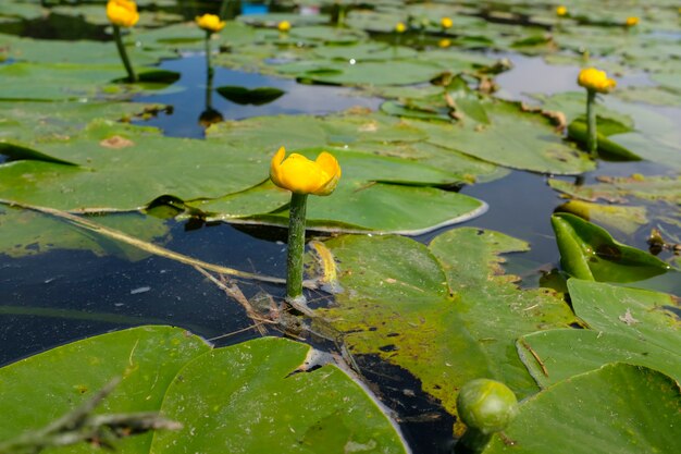 Yellow Marsh Lily. High quality photo