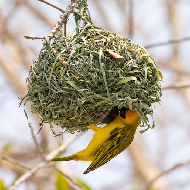 写真 黄色い仮面の織り鳥が巣を作っている