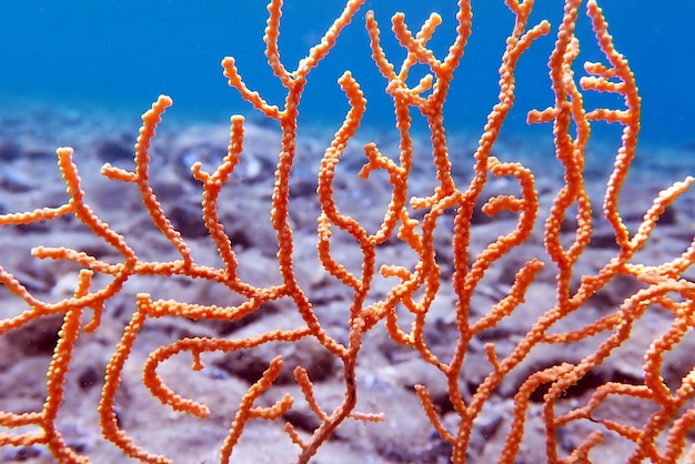 Yellow Mediterranean gorgonian coral - Eunicella cavolini