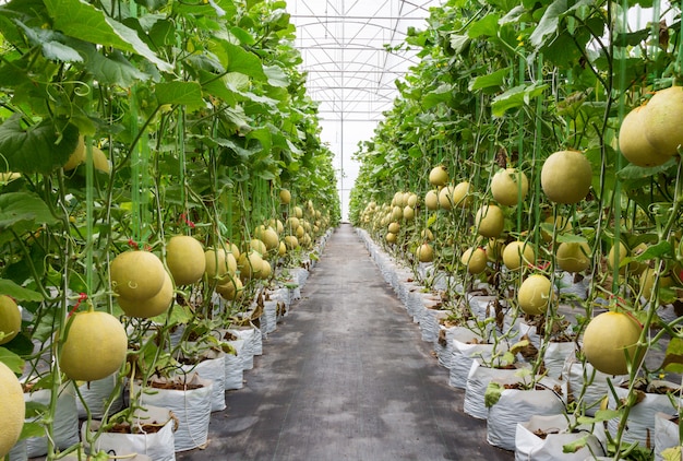 yellow melon on field in greenhouse.