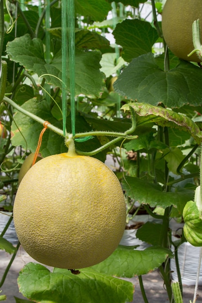 yellow melon on field in greenhouse.