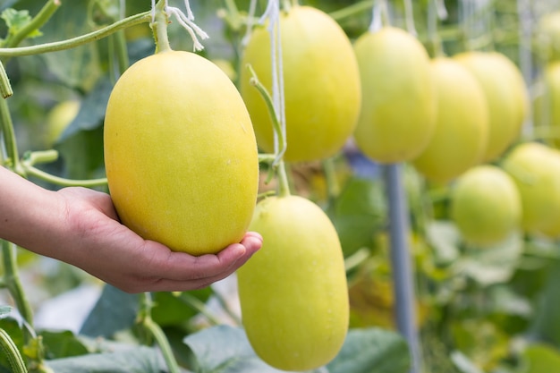 Yellow melon growing in a greenhouse