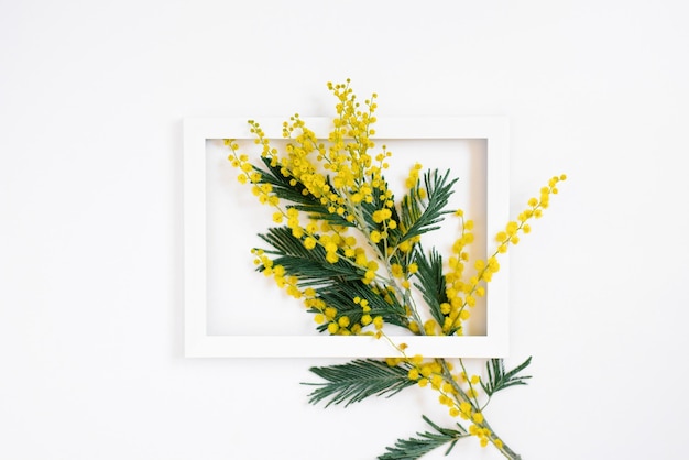 Yellow mimosa branch in a white frame on a white background Flat lay greeting card