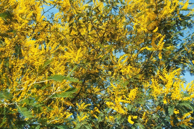 Photo yellow mimosa flowers or acacia dealbata blooming on spring tree spring holiday