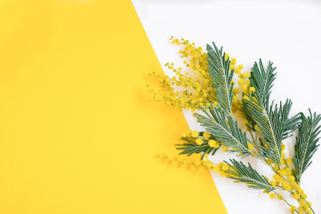 Yellow mimosa flowers on a bright and white background Minimal flat lay with a top view