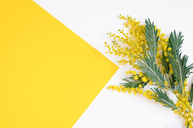 yellow mimosa flowers on a bright and white background minimal flat lay with a top view