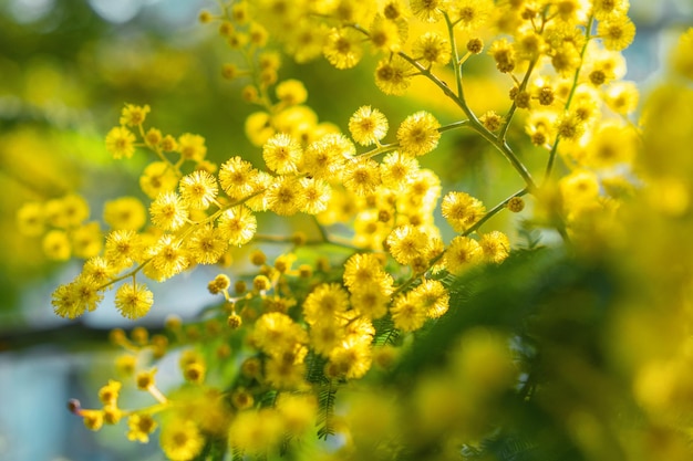 Yellow mimosa flowers Close up Spring Womens day Easter greeting card