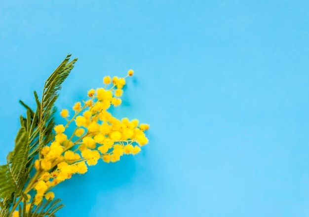 Фото Желтые цветы мимозы весенний цветочный фон