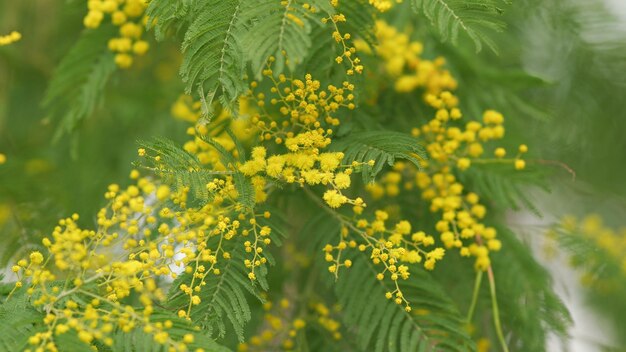 Yellow mimosa tree flowers or acacia dealbata yellow flowers in spring sunny light spring is coming