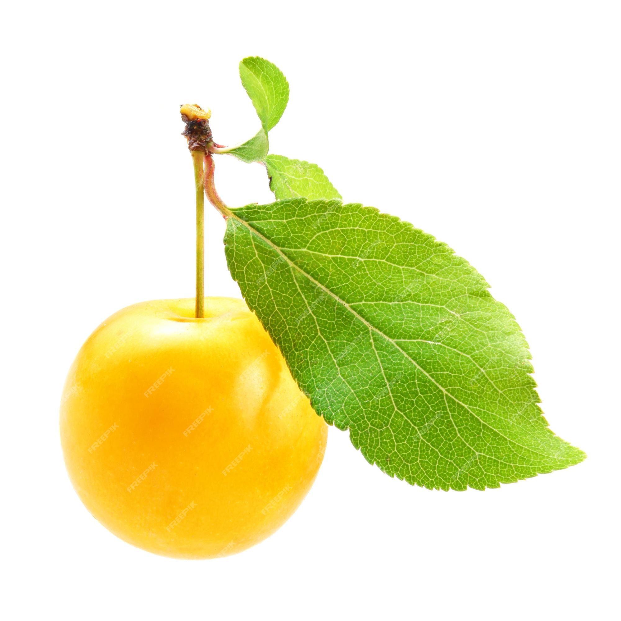 Mirabelle plum Images | Free Vectors, Stock Photos & PSD