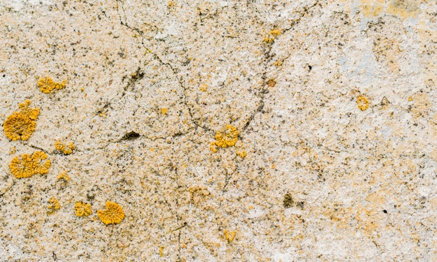 Yellow mold on a stone wall