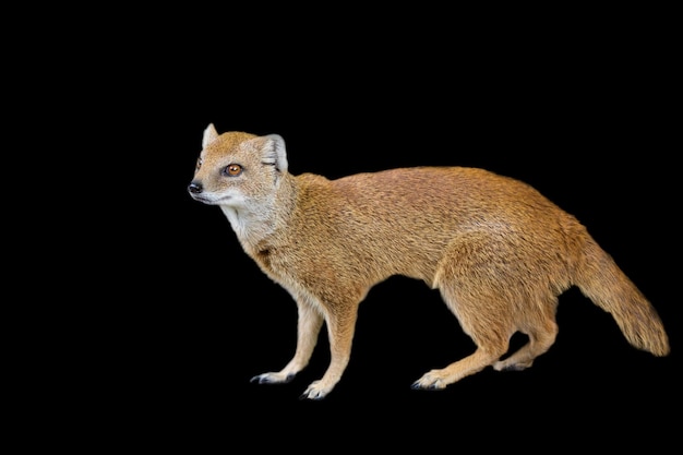 Photo yellow mongoose on a black background