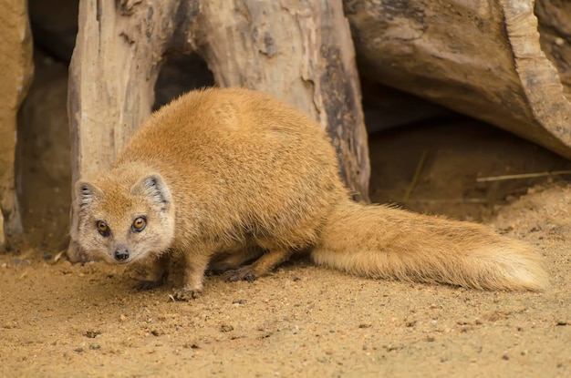 Yellow Mongoose  - Cynictis penicillata - on the sand