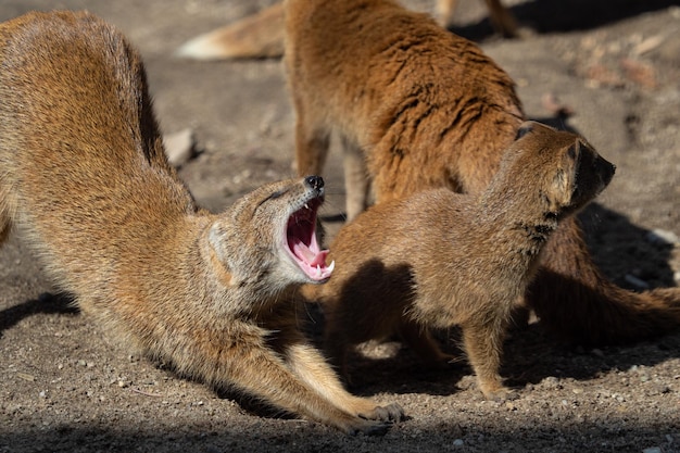 The yellow mongoose Cynictis penicillata