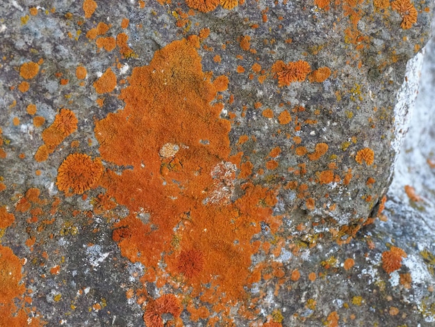 Yellow moss formed over time on the rocks algae formed on the
north sides of the stones