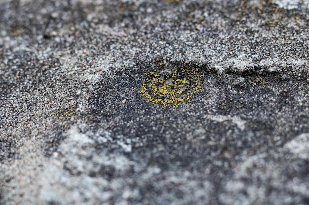 Yellow moss on a gray concrete surface background