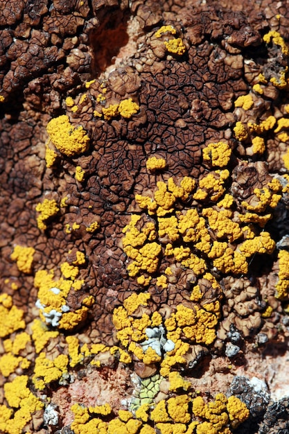 Yellow moss on stone surface