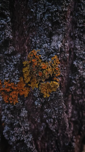 Foto muschio giallo su un tronco d'albero