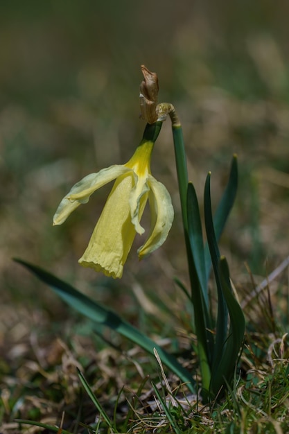 Yellow mountain flower in the foreground in spring