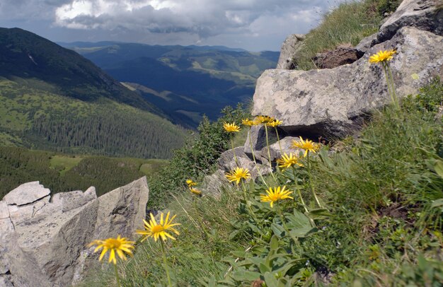 Yellow mountain flowers above the valley on rocky mountainside