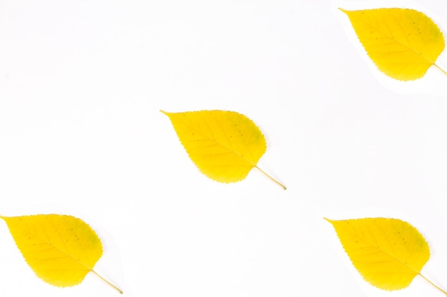 Photo yellow mulberry leaves isolated on white background