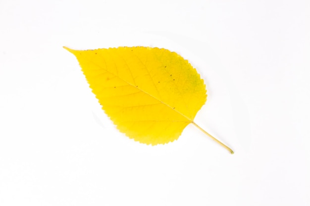 желтые листья шелковицы