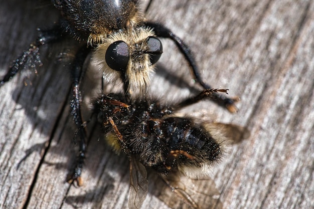 Yellow murder fly or yellow robber fly with a bumblebee as prey Insect is sucked