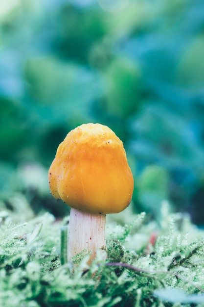 Photo yellow mushroom in the green moss