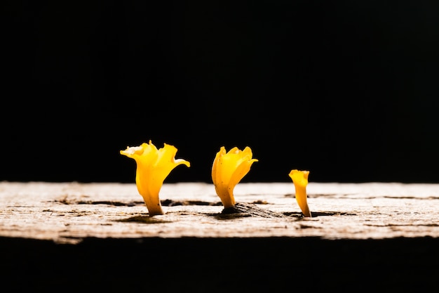 yellow mushroom growing in the cracks of the wood rotting