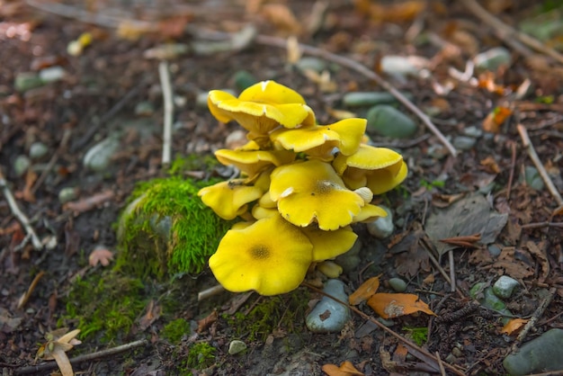 A yellow mushroom is on a mossy rock.