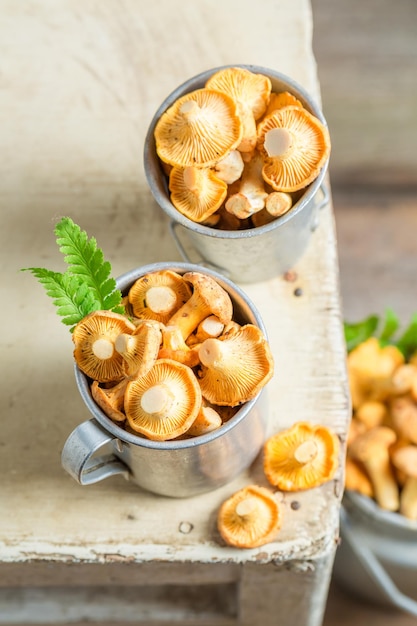 Yellow mushrooms in an old aluminum cup