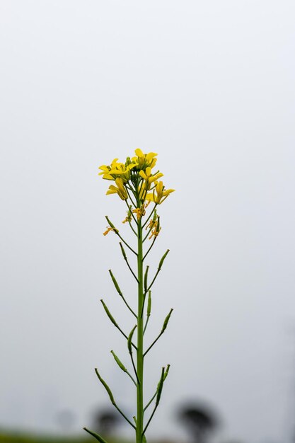 Yellow mustard flower with buds under the foggy evening sky