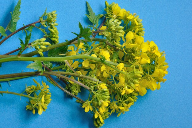 Yellow mustard flower with leaf