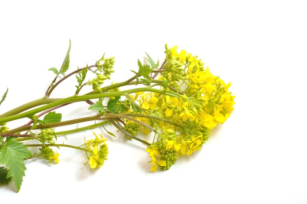 Fiore di senape giallo con foglia