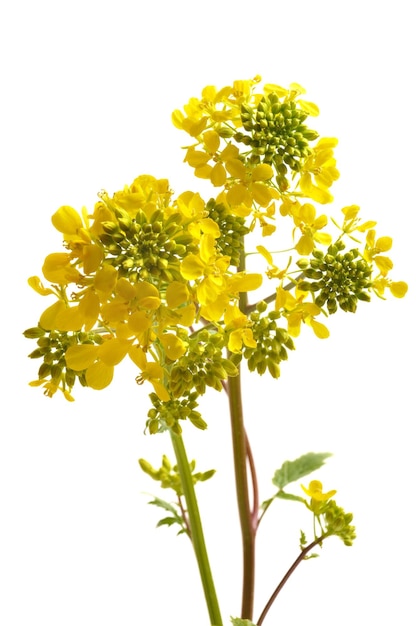 Yellow mustard flower with leaf