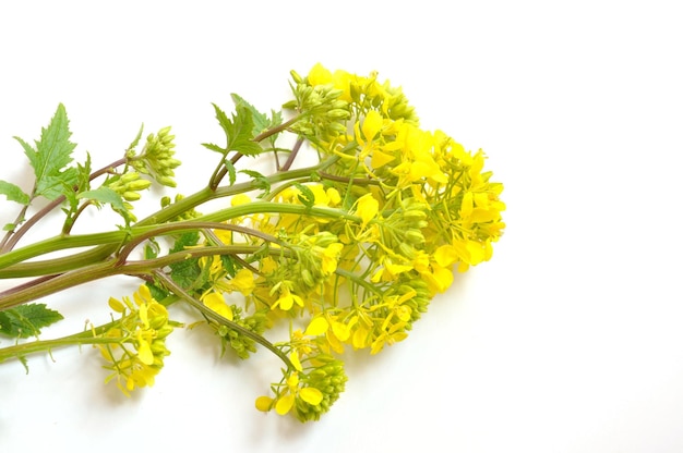 Fiore di senape giallo con foglia