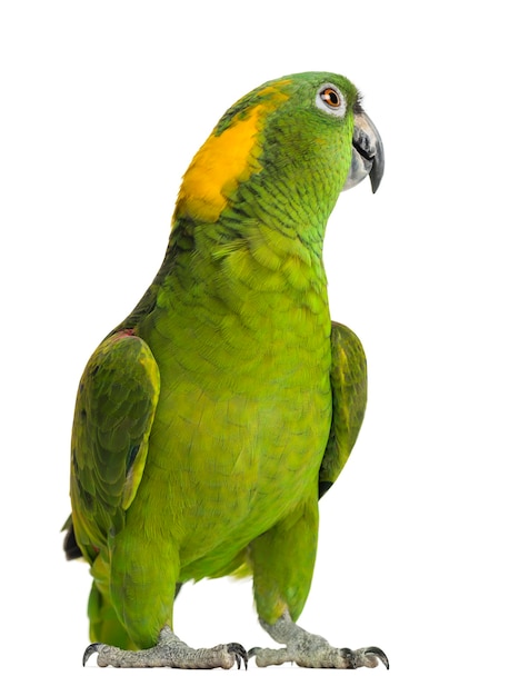 Yellow-naped parrot looking back (6 years old), isolated on white