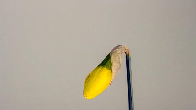 Photo yellow narcissus daffodil bud blossom bloom