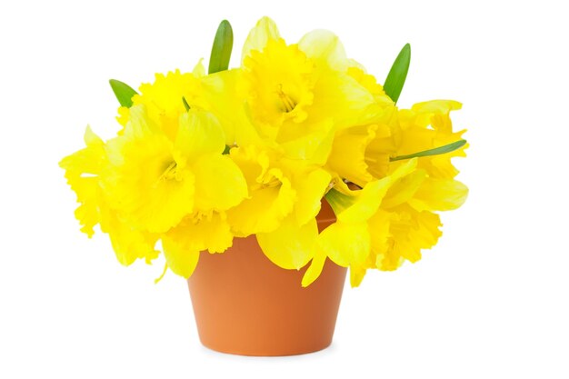 Yellow Narcissus Daffodils in Flower Pot