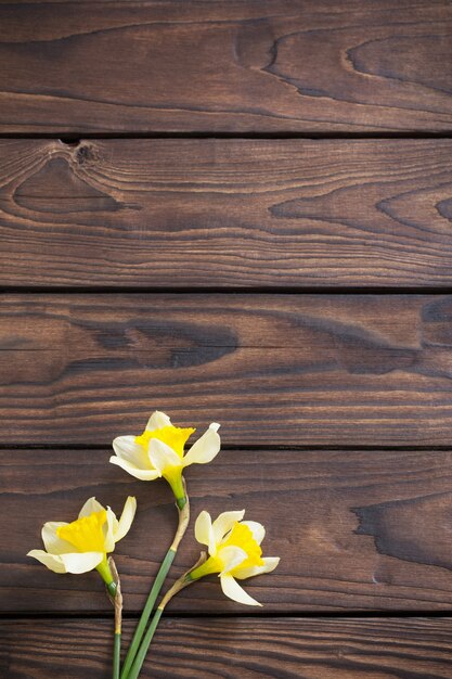 Yellow narcissus  on dark wood