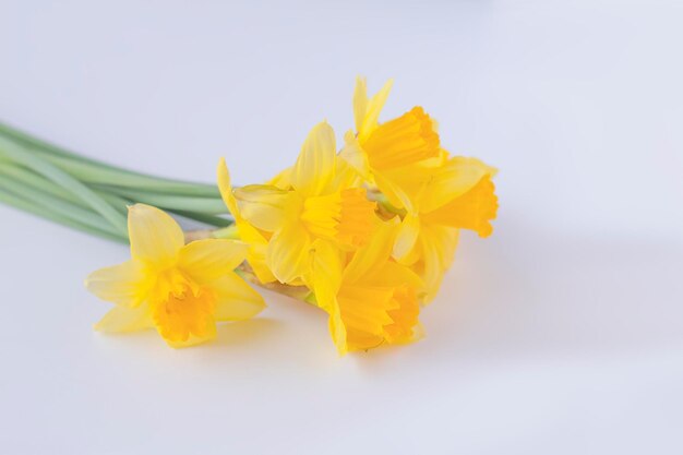 Yellow narcissus flowers