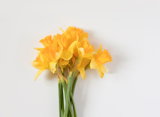 Yellow narcissus flowers