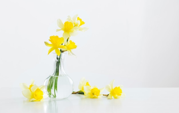 Yellow narcissus in glass vase on white background