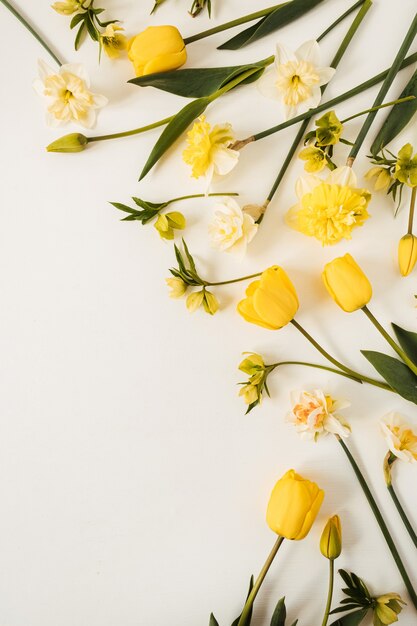 Yellow narcissus and tulip flowers on white