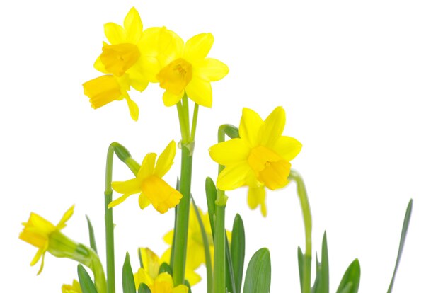 Yellow narcissus on a white background