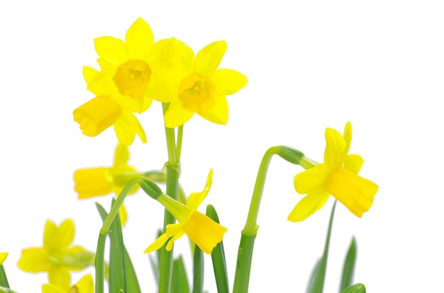 Yellow narcissus on a white background